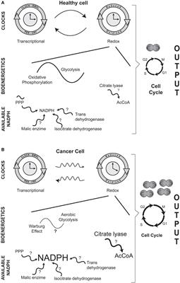 Circadian and Metabolic Perspectives in the Role Played by NADPH in Cancer